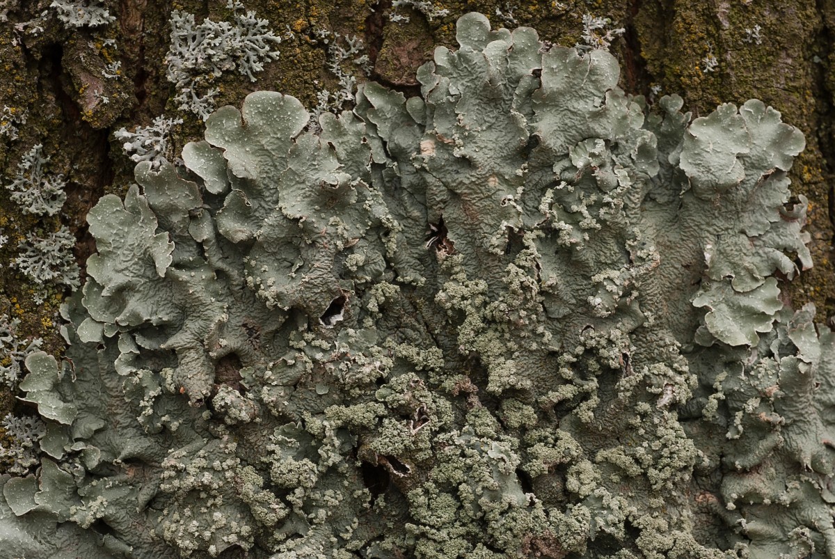 Flavopunctelia flaventior (door Arjan de Groot)