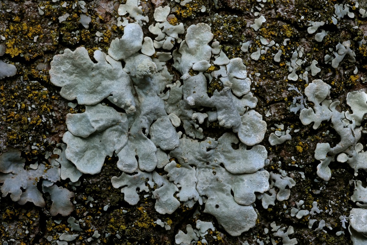 Flavoparmelia soredians (door Arjan de Groot)