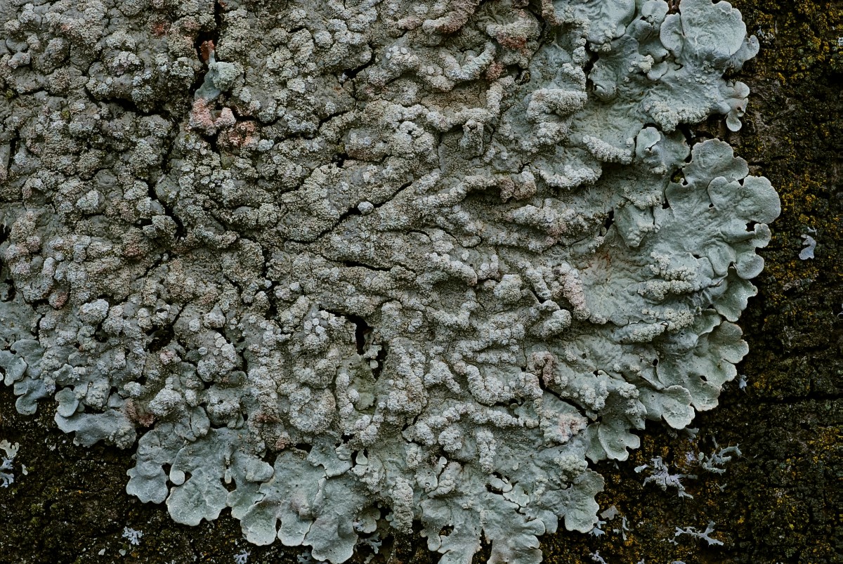 Flavoparmelia soredians (door Arjan de Groot)