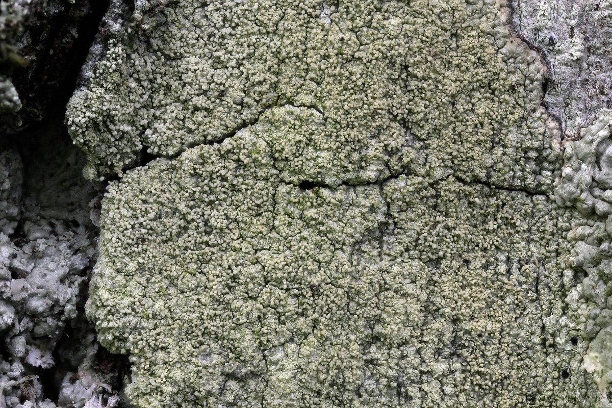 Pertusaria flavida (door Arjan de Groot)