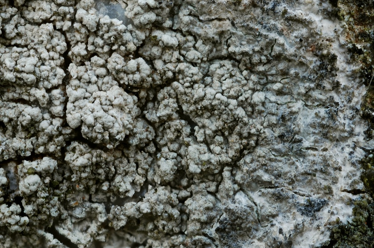 Pertusaria leucosora (door Arjan de Groot)