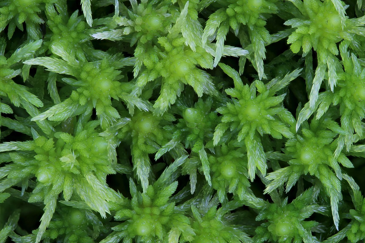 Sphagnum fimbriatum (door Arjan de Groot)