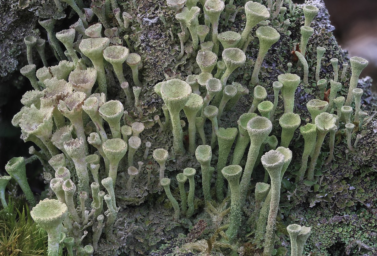 Cladonia fimbriata (door Arjan de Groot)