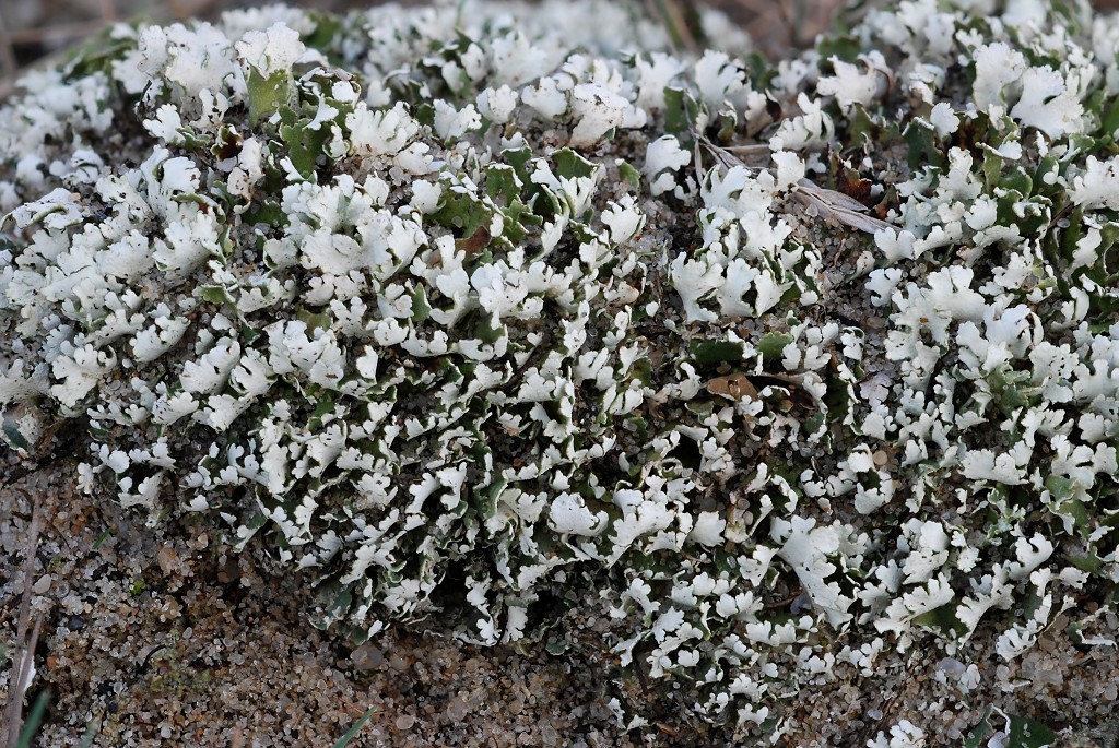 Cladonia foliacea (door Arjan de Groot)