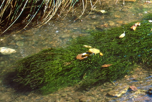 Fontinalis antipyretica (door Andrew Spink)