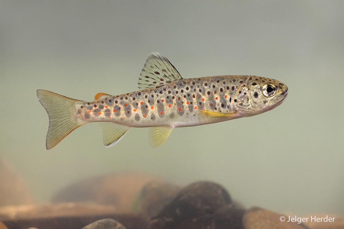 Salmo trutta f. fario (door Jelger Herder)