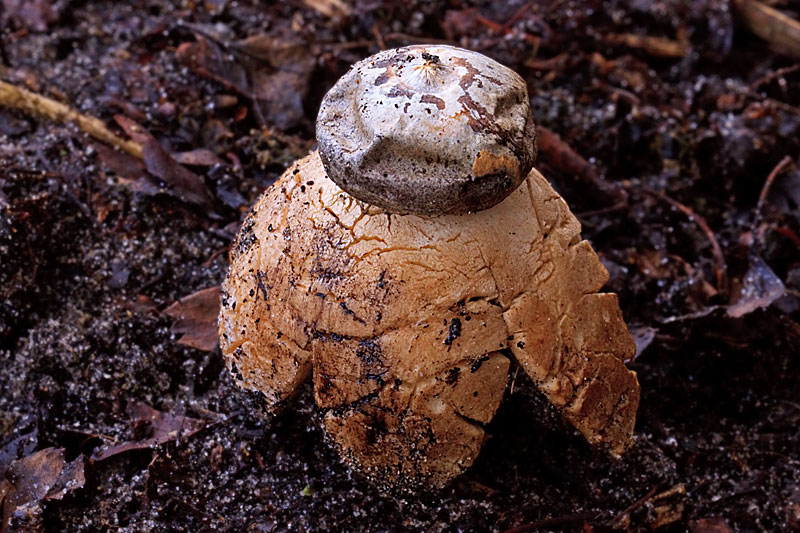 Geastrum coronatum (door John Breugelmans)