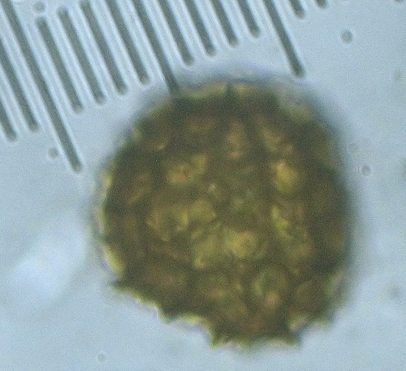 Fossombronia foveolata (door Ron Poot)