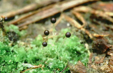 Fossombronia wondraczekii (door Klaas van der Veen)