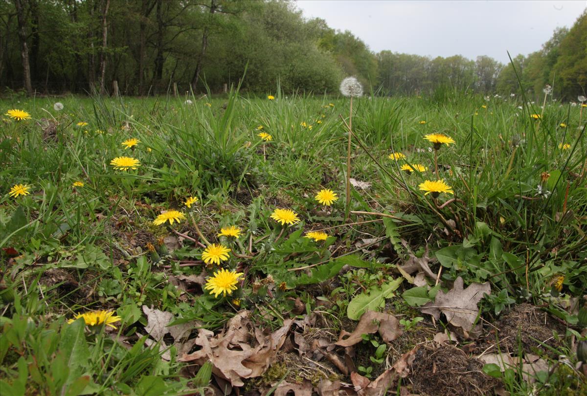 Taraxacum duplidentifrons (door Jelle Hofstra)