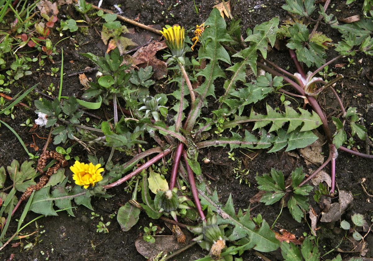 Taraxacum duplidentifrons (door Jelle Hofstra)