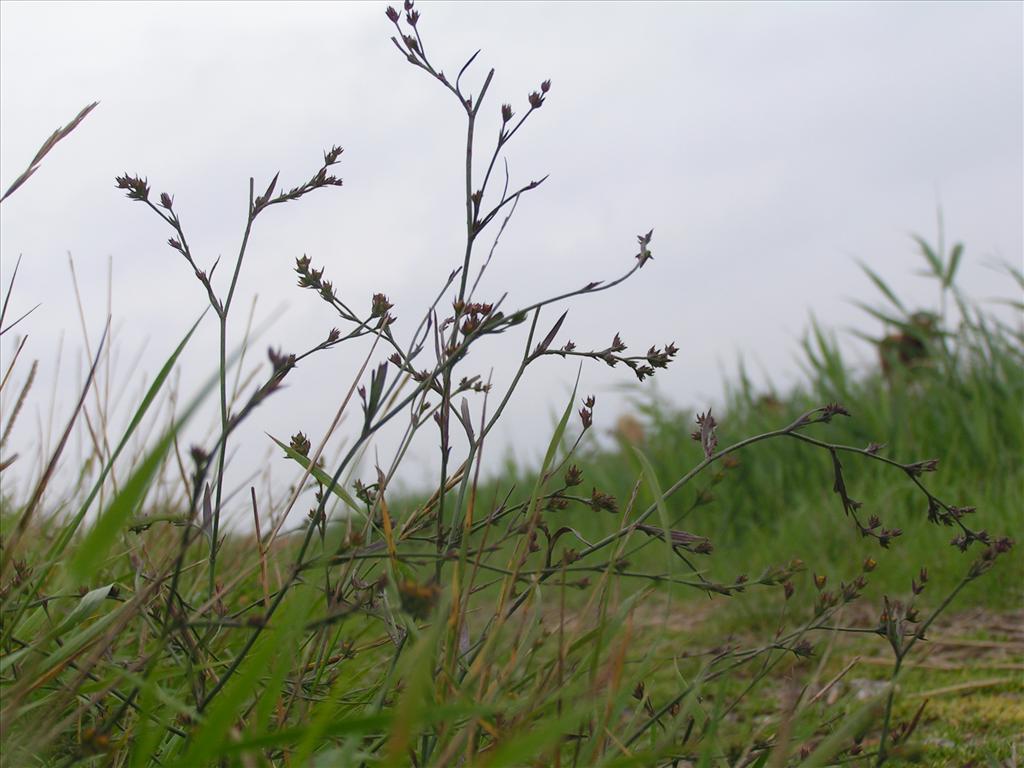 Bupleurum tenuissimum (door Pieter van Rijswijk)