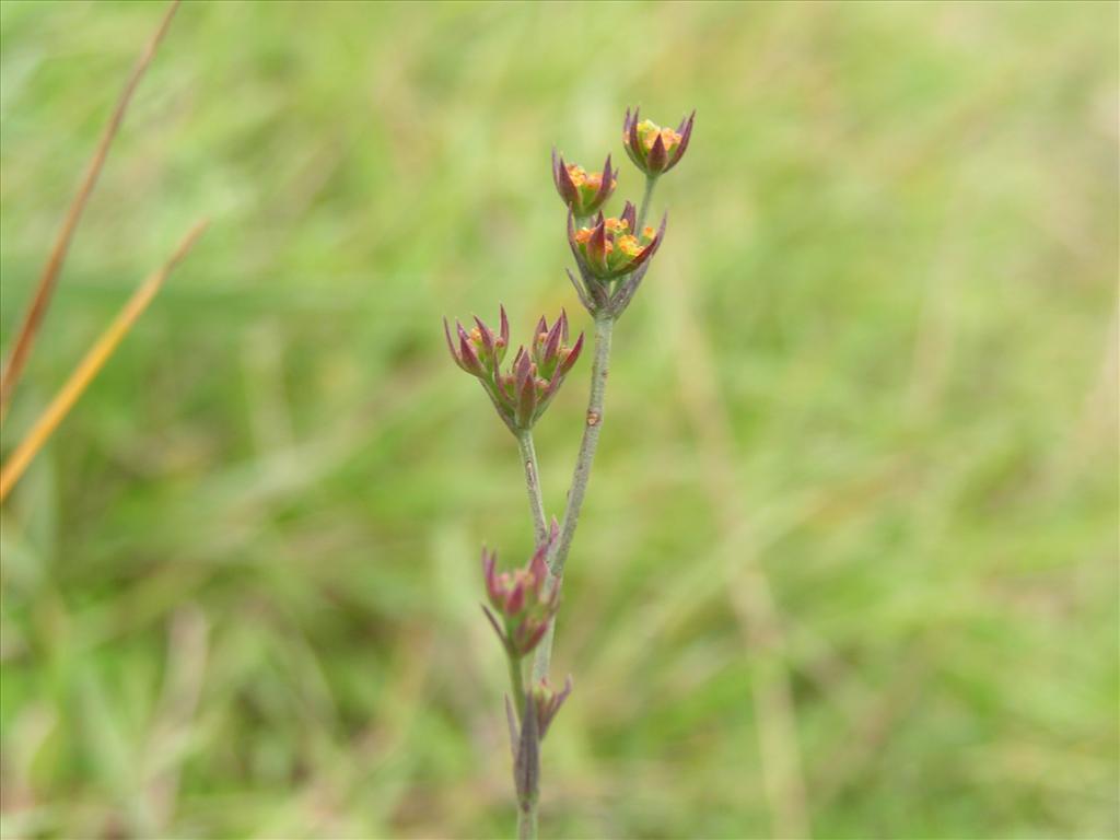 Bupleurum tenuissimum (door Pieter van Rijswijk)