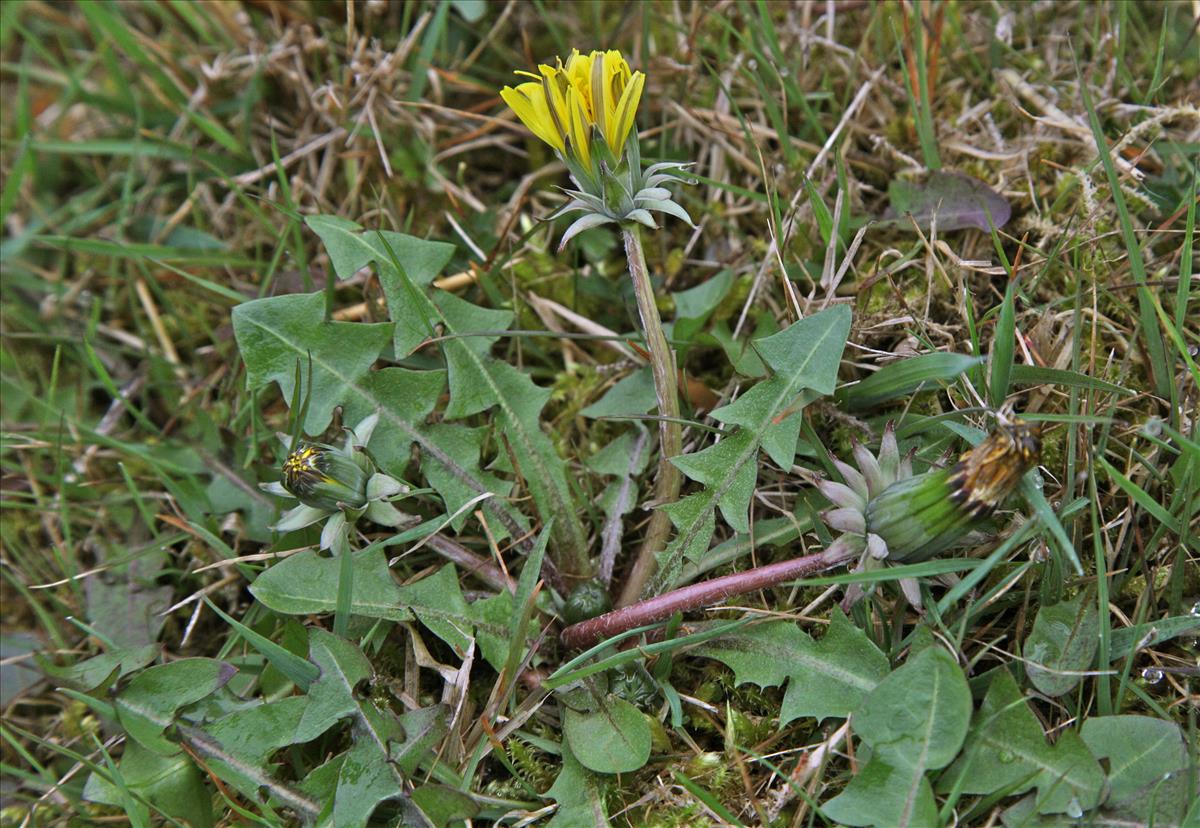 Taraxacum gelertii (door Jelle Hofstra)