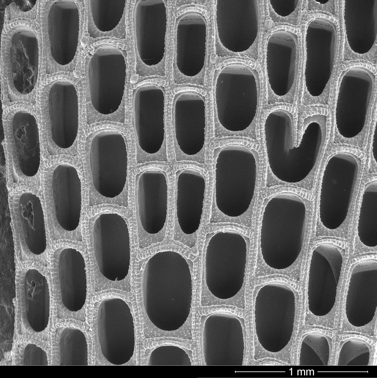 Biflustra grandicella (door Hans De Blauwe)