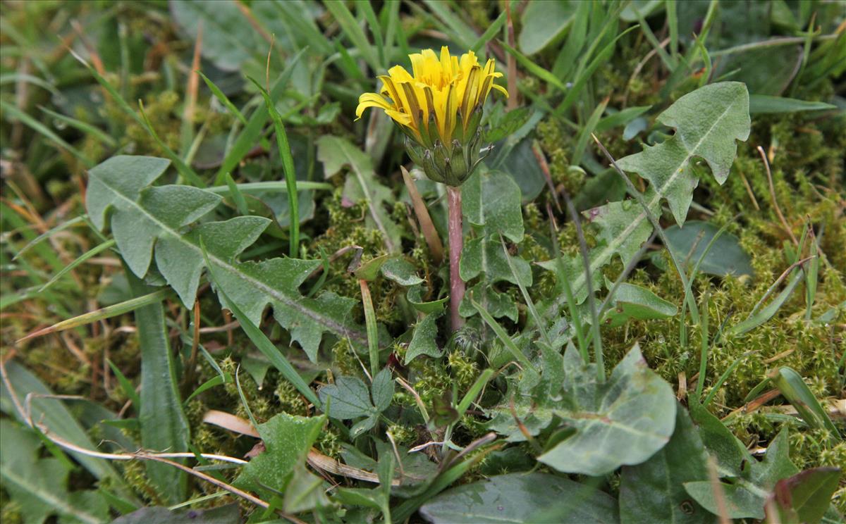 Taraxacum bracteatum (door Jelle Hofstra)