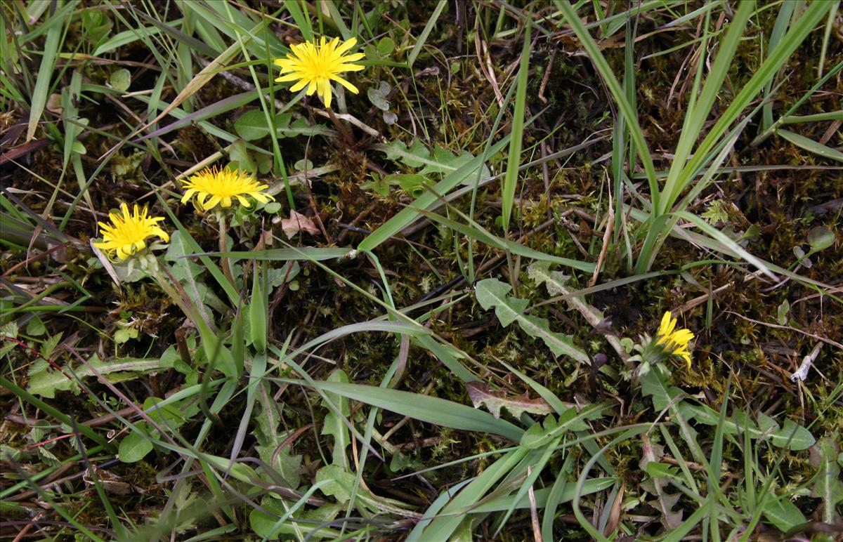 Taraxacum bracteatum (door Jelle Hofstra)