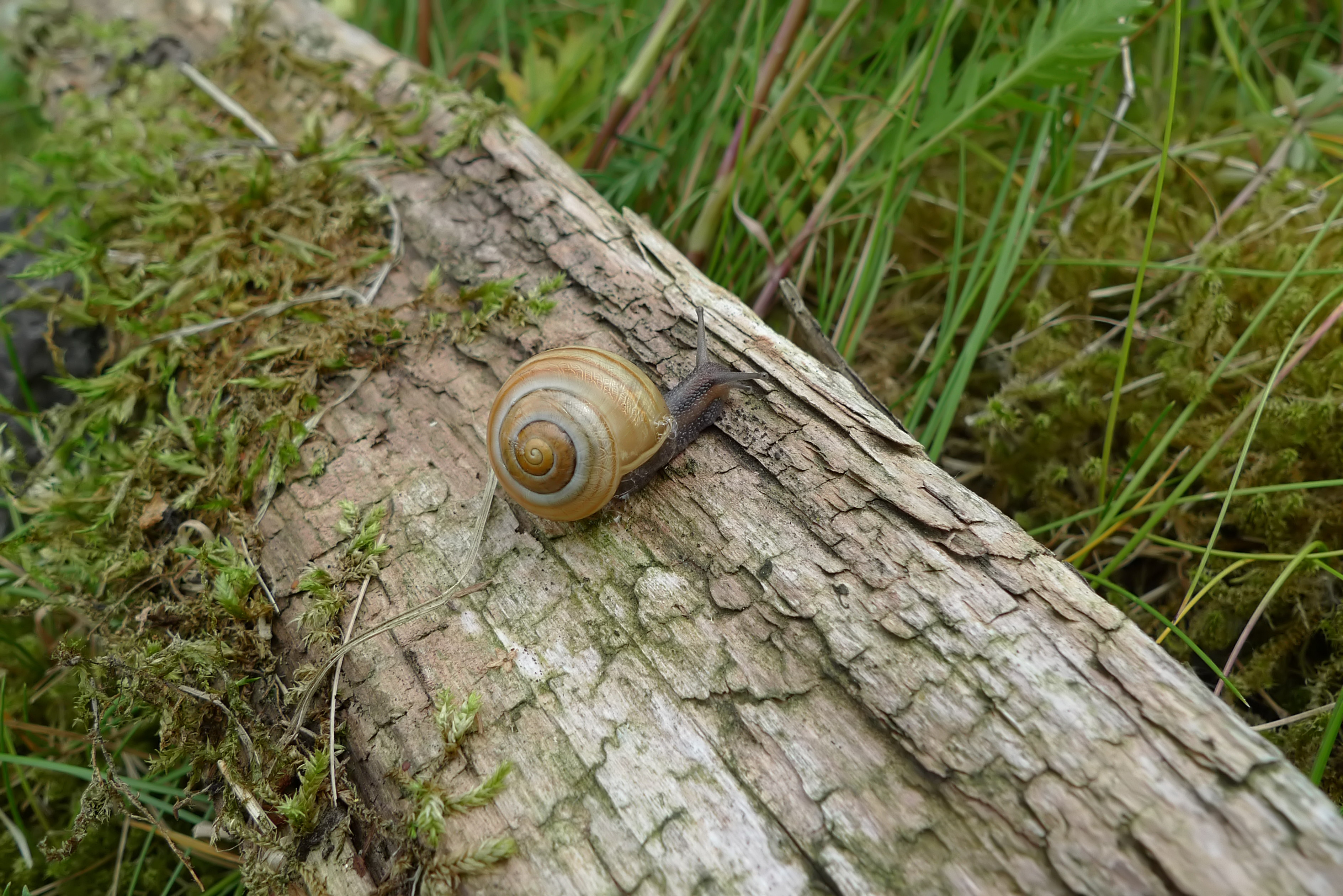 Cepaea hortensis (door Jaap de Boer)