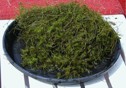 Tolypella intricata (door Jeroen Huls)