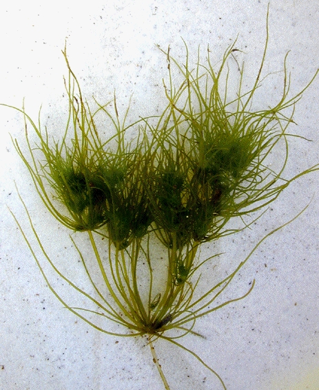 Tolypella intricata (door Jeroen Huls)