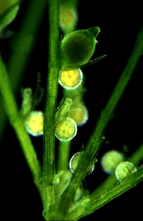 Chara globularis var. globularis (door Adri van Beem)