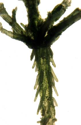 Chara vulgaris var. papillata (door Adri van Beem)