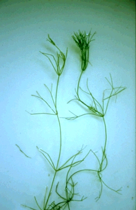 Nitella flexilis (door Adri van Beem)