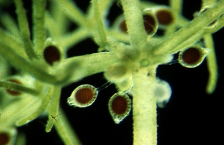 Tolypella glomerata (door Adri van Beem)