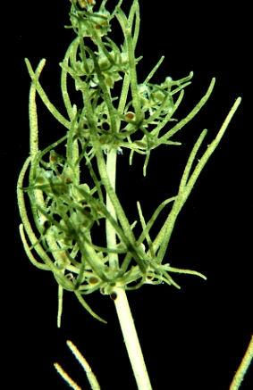 Tolypella glomerata (door Adri van Beem)