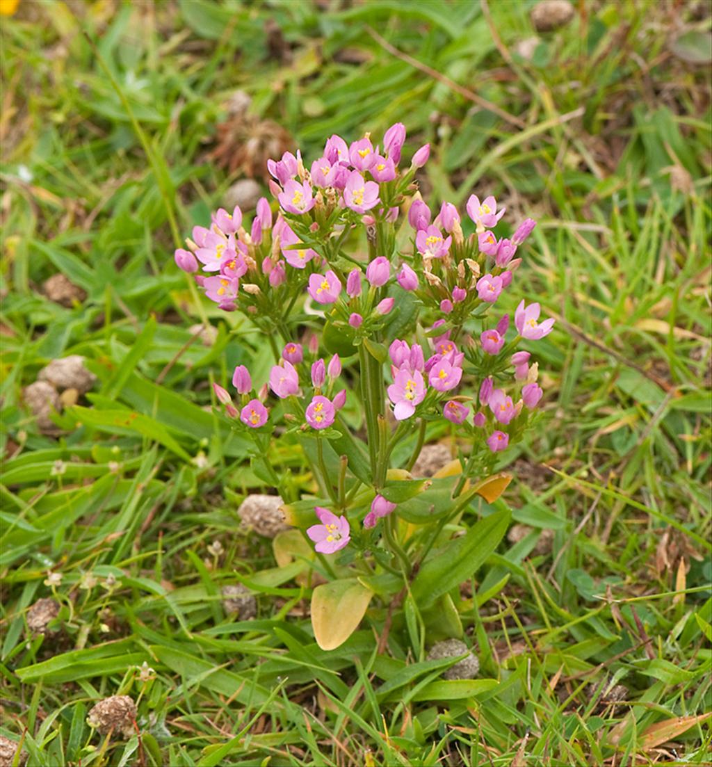 Centaurium erythraea (door Wijnand van Buuren)