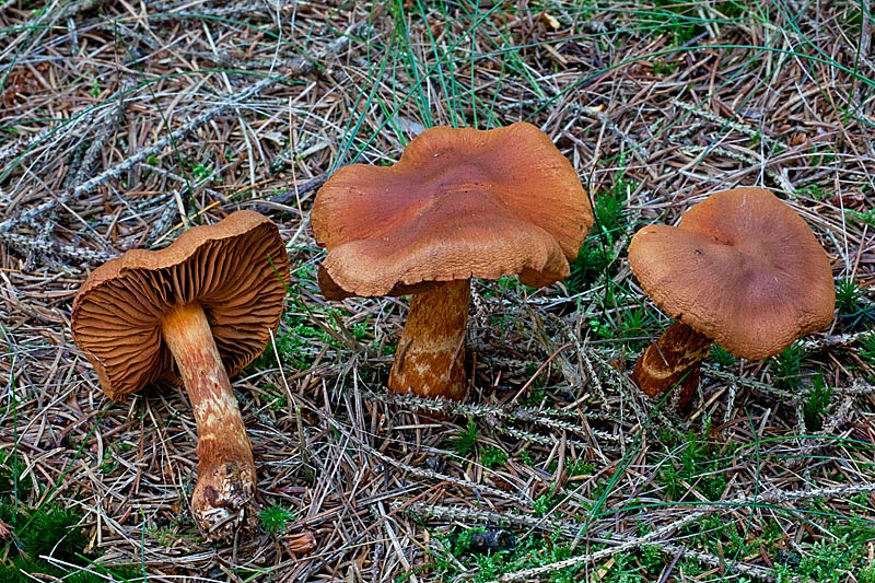 Cortinarius rubellus (door John Breugelmans)