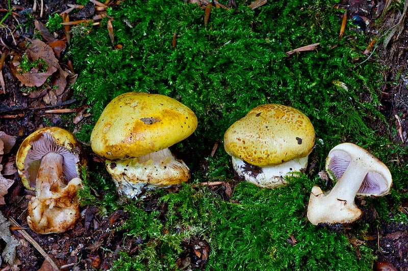 Cortinarius calochrous (door John Breugelmans)