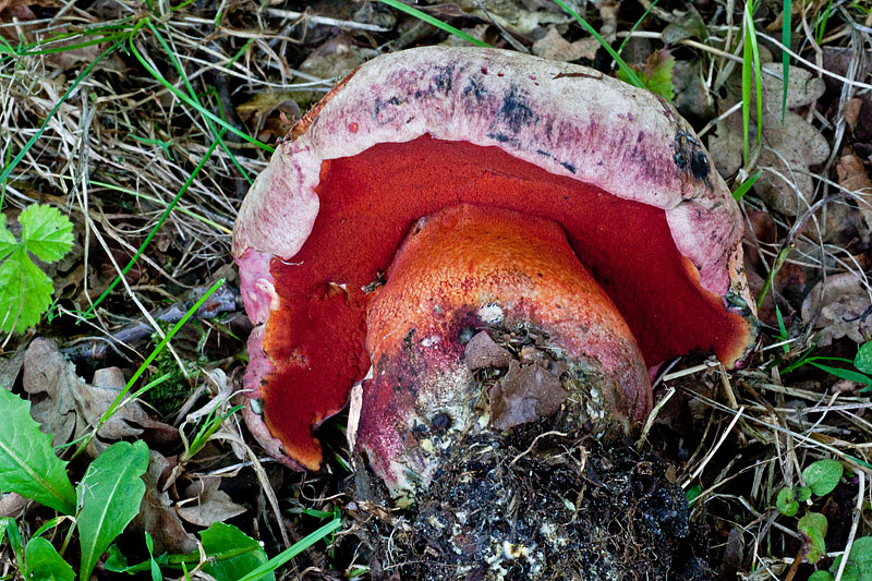 Rubroboletus legaliae (door John Breugelmans)