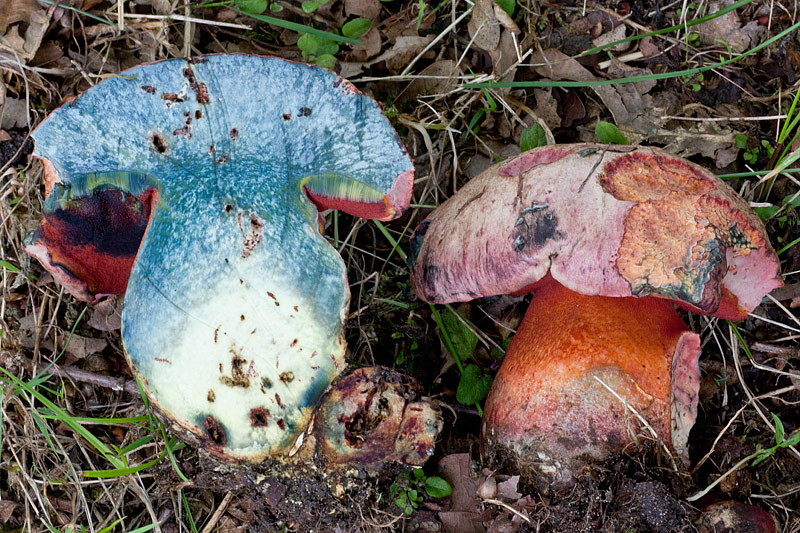 Rubroboletus legaliae (door John Breugelmans)