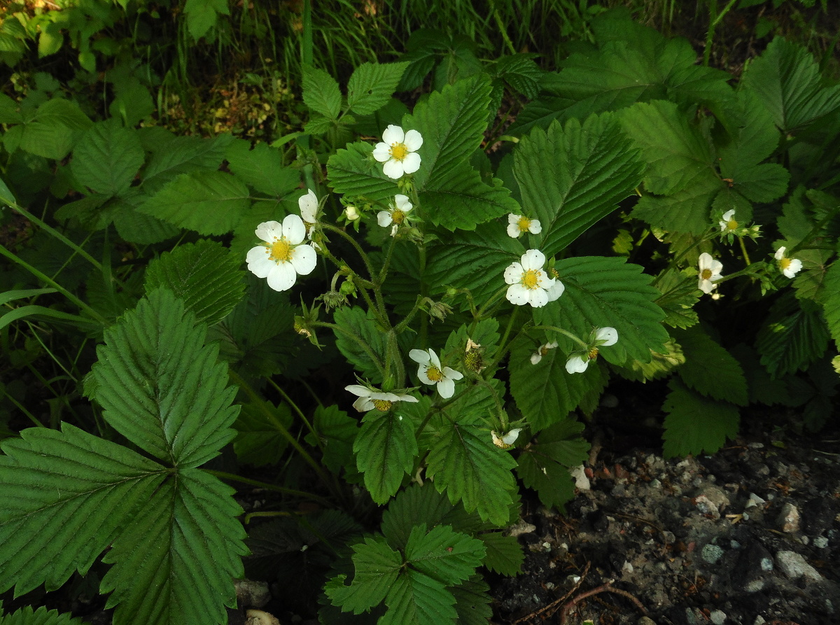 Fragaria vesca (door Willie Riemsma)