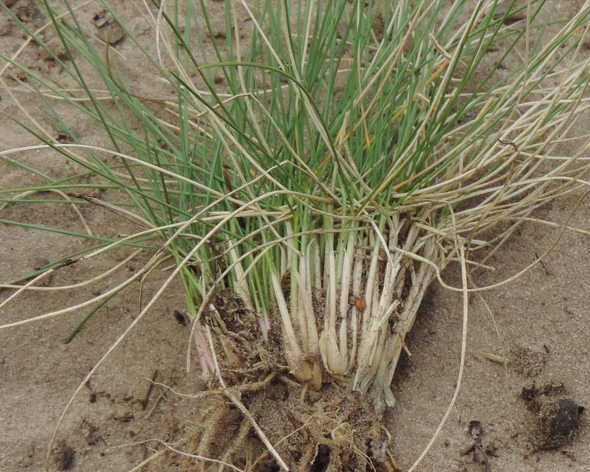 Nardus stricta (door Wim van der Neut)