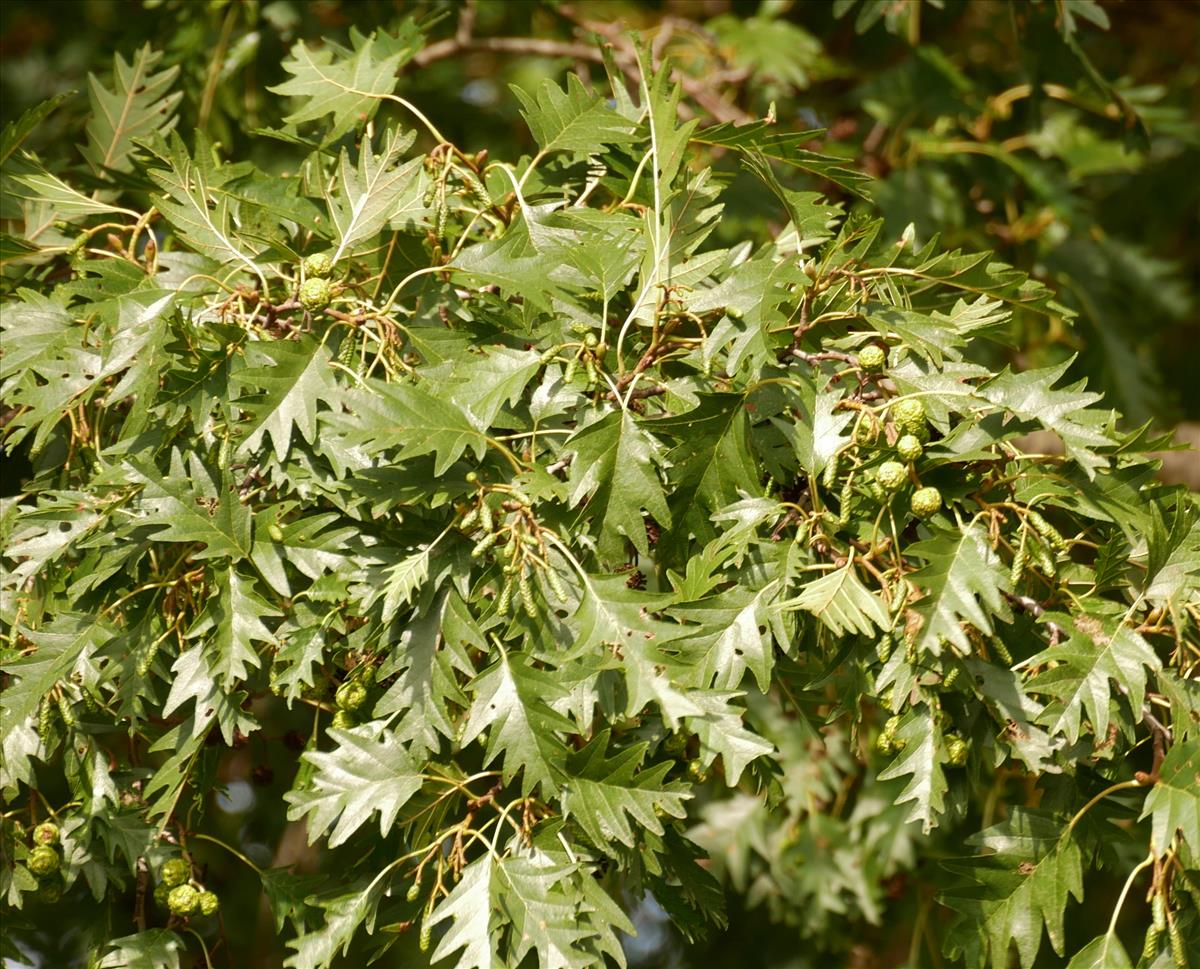 Alnus incana 'Laciniata' (door Wim van der Neut)