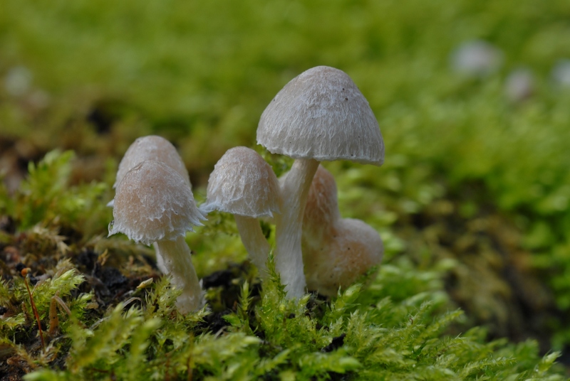 Psathyrella vestita (door Laurens van der Linde)