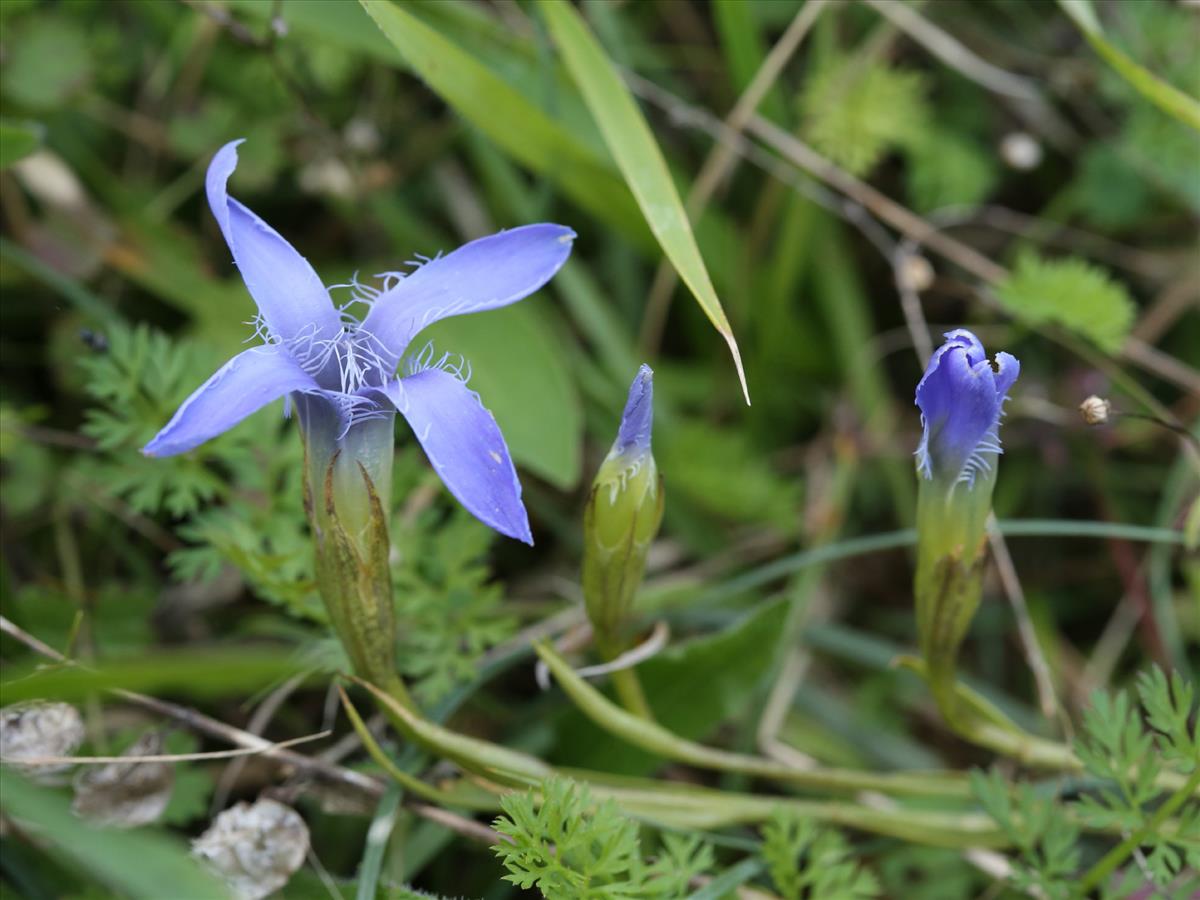 Gentianopsis ciliata (door Theo van Loo)
