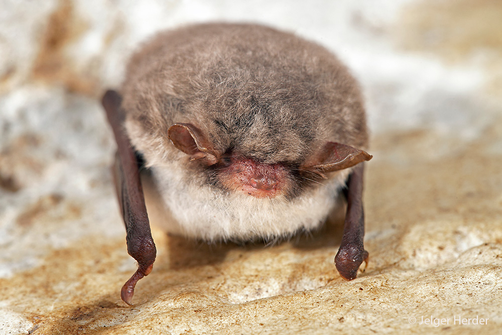 Myotis nattereri (door Jelger Herder)