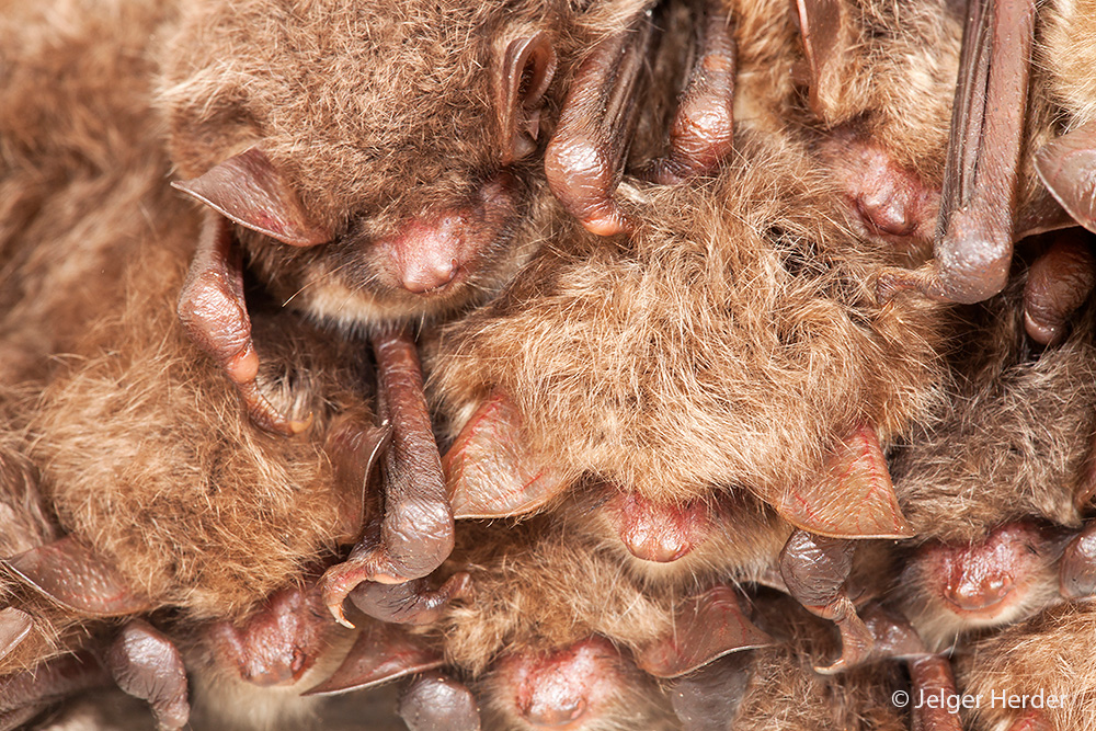 Myotis nattereri (door Jelger Herder)