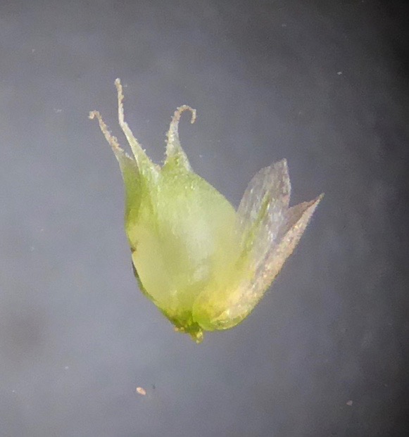 Amaranthus hybridus subsp. bouchonii (door Koen van Zoest)