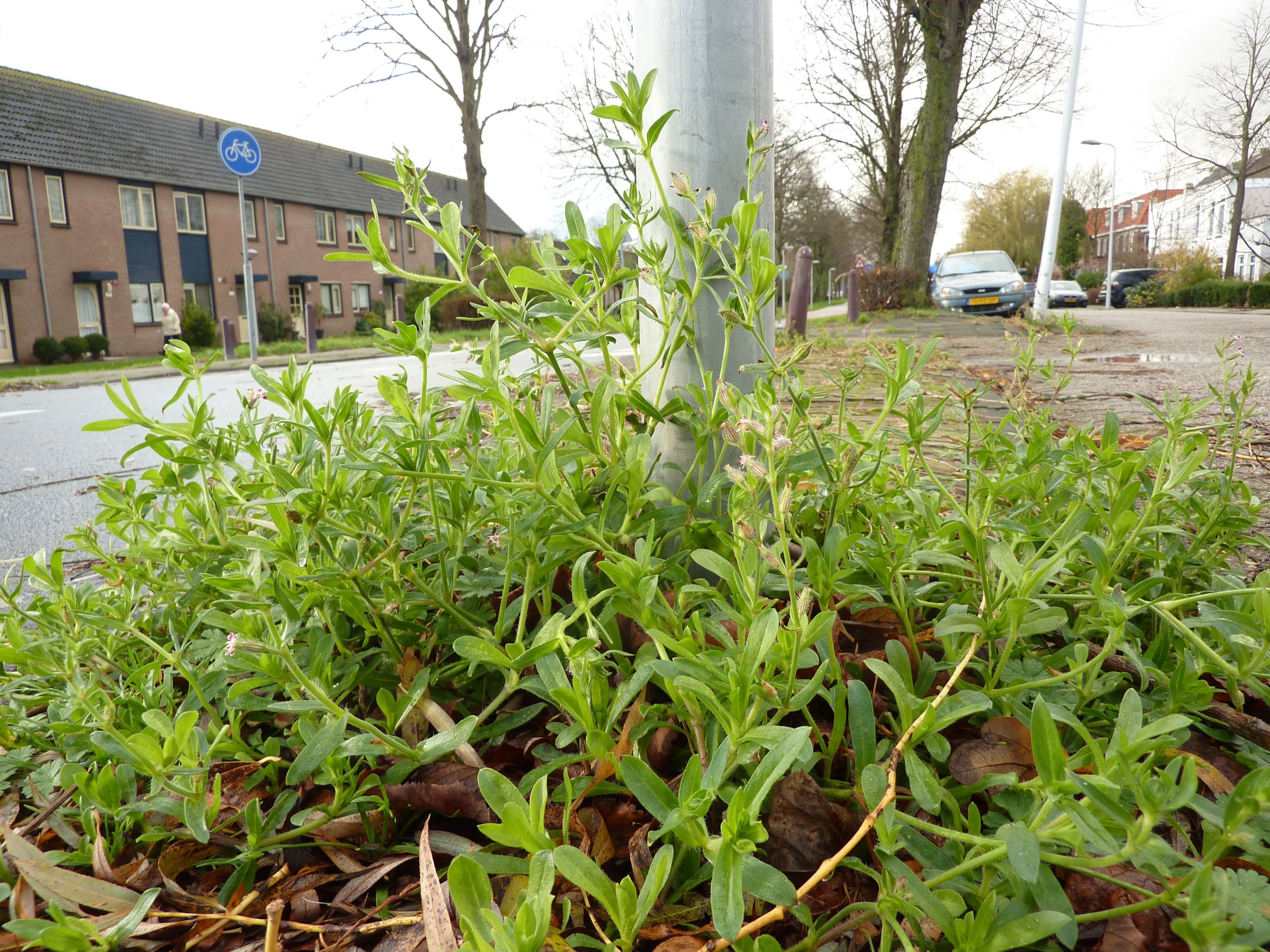 Silene gallica (door Koen van Zoest)