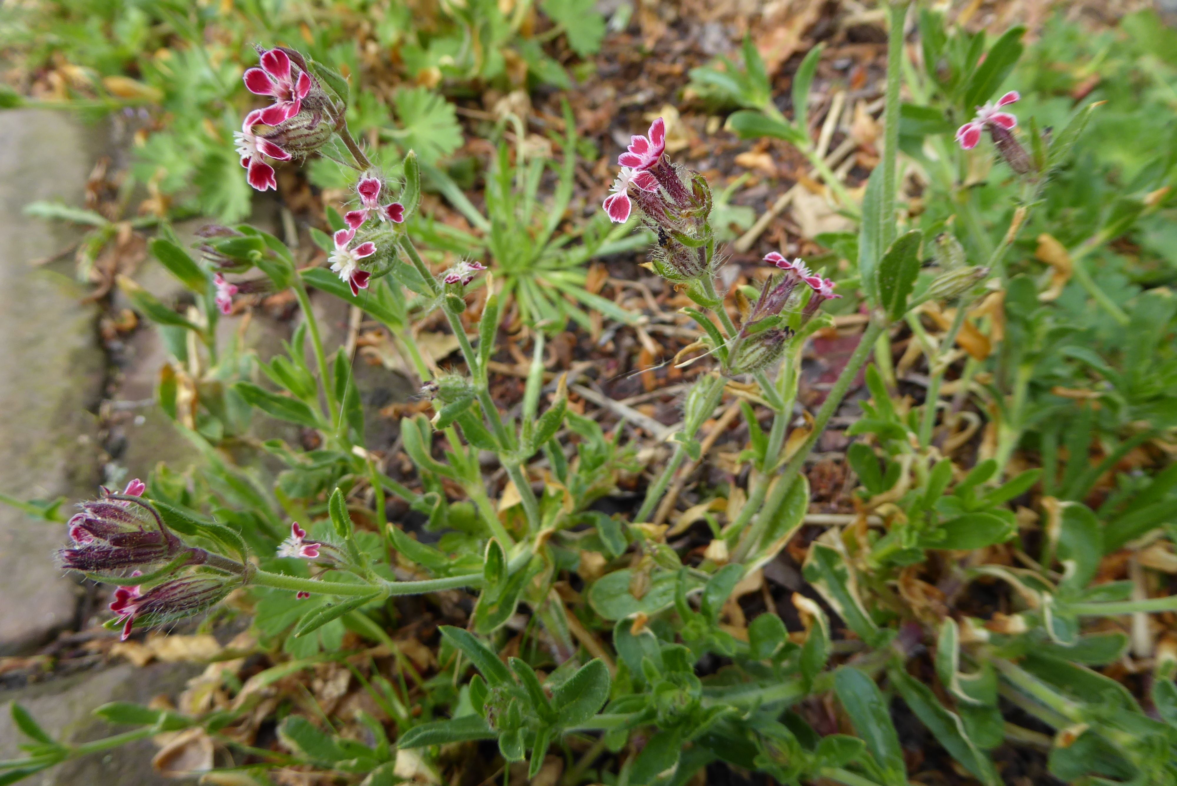 Silene gallica (door Koen van Zoest)