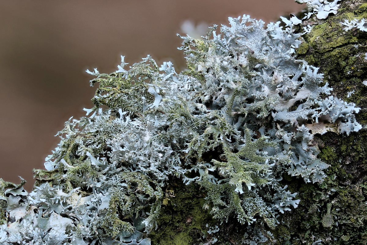 Pseudevernia furfuracea (door Arjan de Groot)