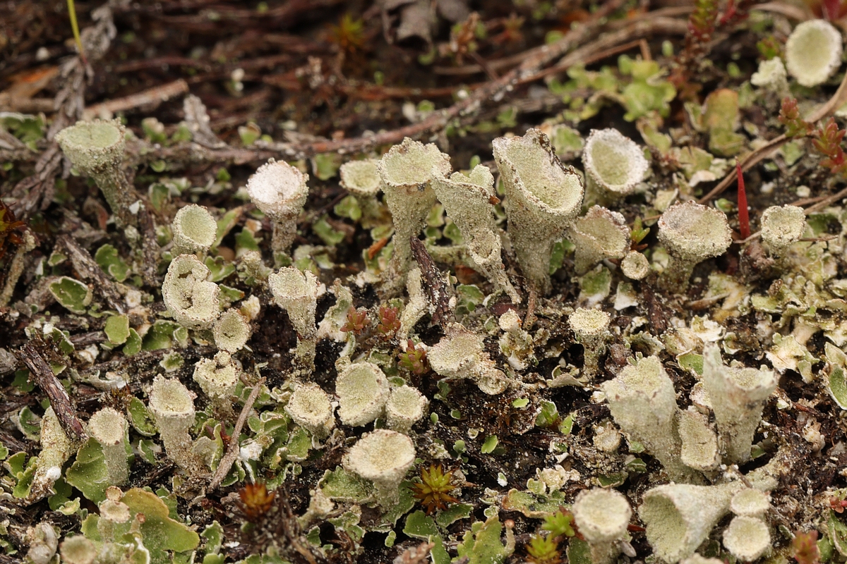 Cladonia humilis (door Rob Belterman)