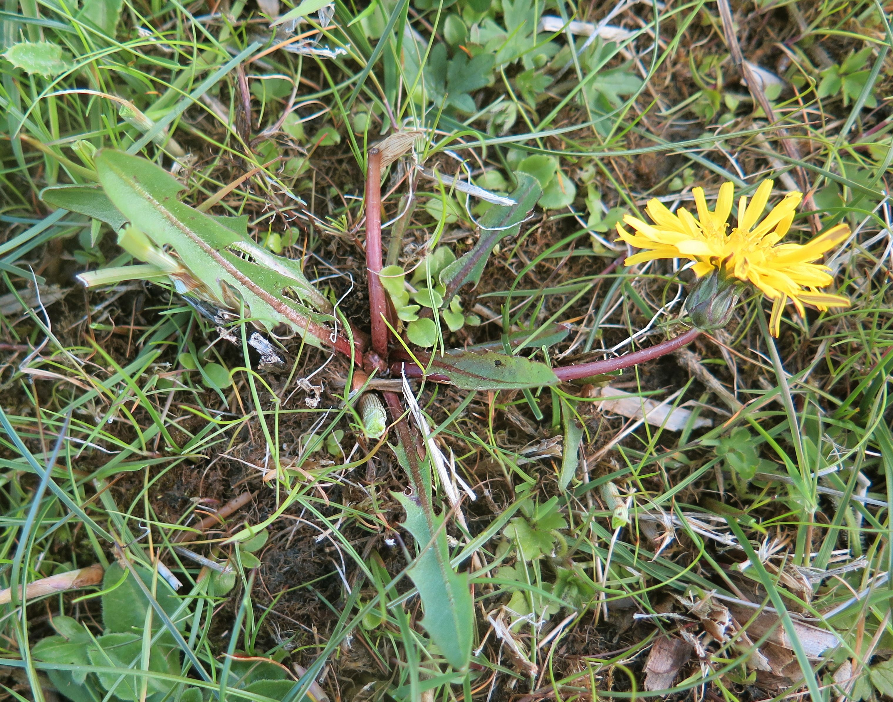 Taraxacum frisicum (door Otto Zijlstra)