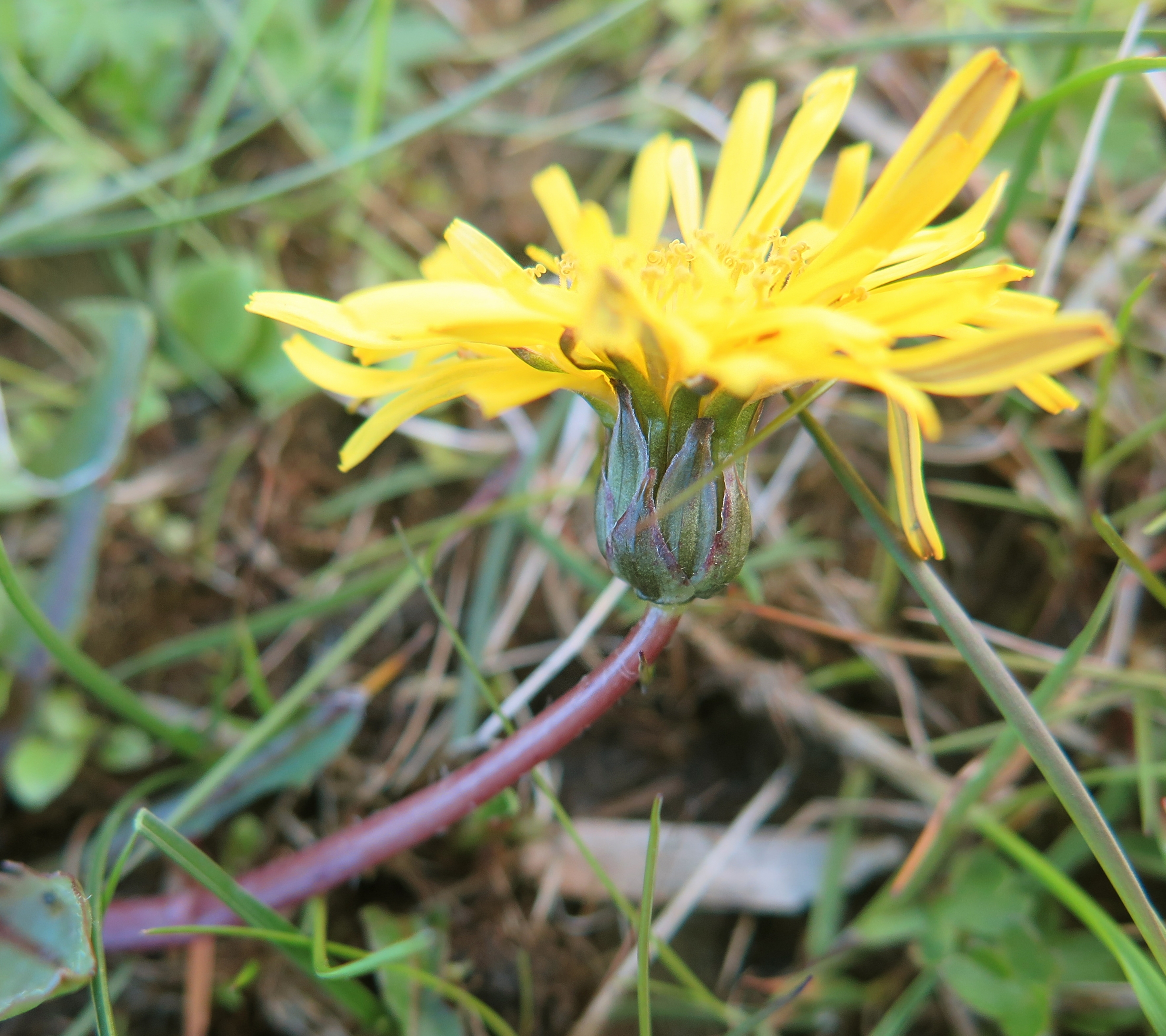 Taraxacum frisicum (door Otto Zijlstra)