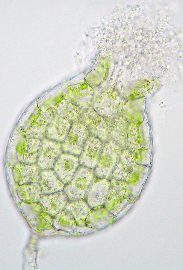 Frullania dilatata (door Norbert Stapper)