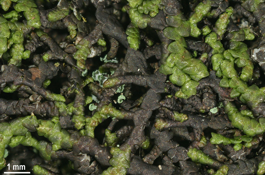 Frullania tamarisci (door Norbert Stapper)